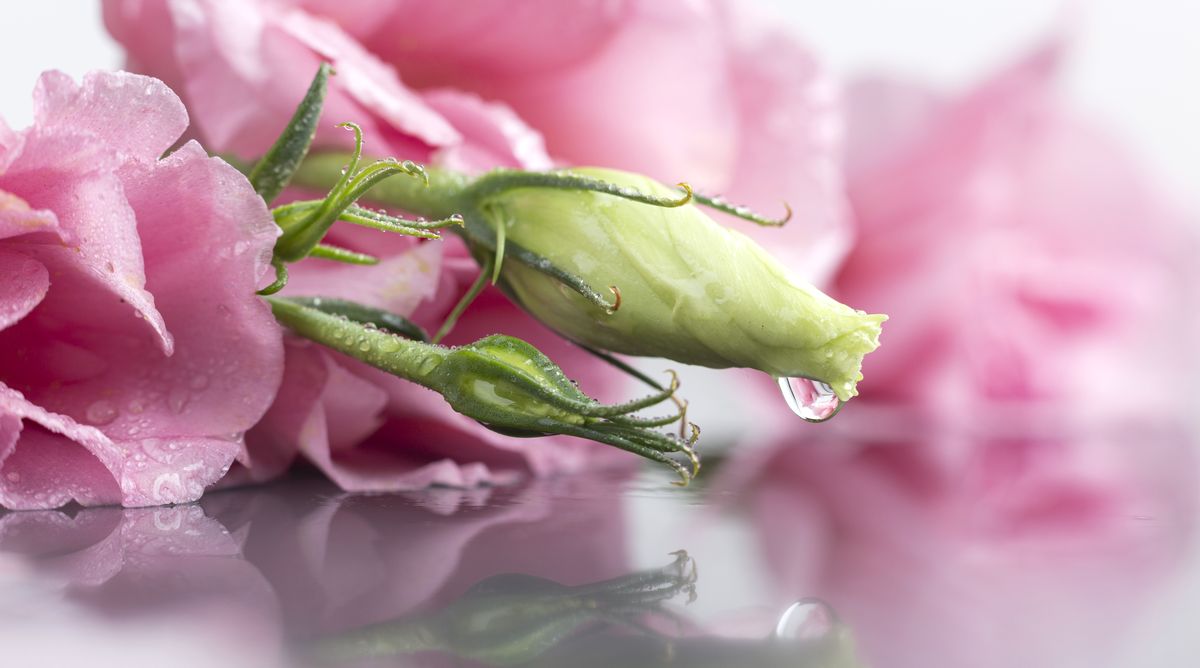 Букеты из свежей эустомы заказать в Кишиневе с доставкой, XOstudio FLOWERS.